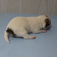  Chelsea's Fawn & White Male Puppy 4, a male Chihuahua for sale in Mount Olive, NC – 7 of 10