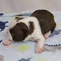 AKC Puddin's Chocolate & White Male Puppy 3, a male Boston Terrier for sale in Mount Olive, NC – 10 of 10