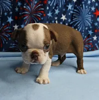 Zoey's Seal & White Male Puppy 4, a male Boston Terrier for sale in Mount Olive, NC – 5 of 9