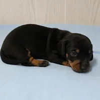 AKC Maggie's Black & Tan Male Puppy 4, a male Miniature Dachshund for sale in Mount Olive, NC – 6 of 10