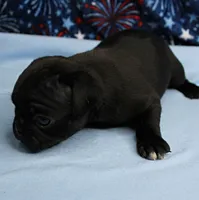 AKC Candy's Black Female Puppy 1, a female Pug for sale in Mount Olive, NC – 6 of 9