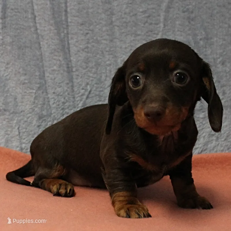 AKC Robin's Chocolate Female Puppy 2 – Miniature Dachshund puppy on hold in Mount Olive, NC