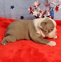 AKC Zoe's Blue & White Male Puppy 2, a male Boston Terrier for sale in Mount Olive, NC – 10 of 10
