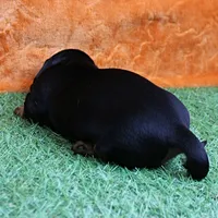 AKC Maggie's Black & Tan Female Puppy 1, a female Miniature Dachshund for sale in Mount Olive, NC – 3 of 10