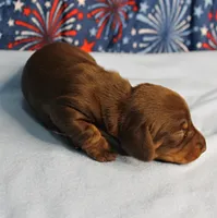 AKC Heidi's Chocolate & Tan Male Puppy 3, a male Miniature Dachshund for sale in Mount Olive, NC – 3 of 10