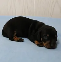 AKC Maggie's Black & Tan Male Puppy 4, a male Miniature Dachshund for sale in Mount Olive, NC – 5 of 10