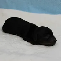 AKC Harleys Black & Tan Male Puppy 4, a male Miniature Dachshund for sale in Mount Olive, NC – 4 of 10