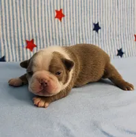AKC Zoe's Seal & White Male Puppy 2, a male Boston Terrier for sale in Mount Olive, NC – 5 of 10