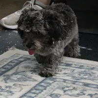 Tinker's Silver Male Puppy 2, a male Cockapoo for sale in Mount Olive, NC – 4 of 10