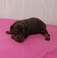 AKC Maggie's Chocolate & Tan Female Puppy 2, a female Miniature Dachshund for sale in Mount Olive, NC – 3 of 10