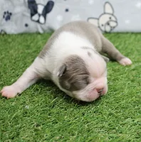 AKC Willow's Lilac & White Male Puppy 3, a male Boston Terrier for sale in Mount Olive, NC – 9 of 10