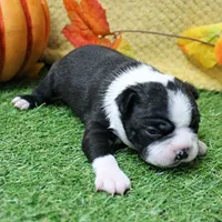 AKC Annie's Black & White Male Puppy 6, a male Boston Terrier for sale in Mount Olive, NC – 7 of 10