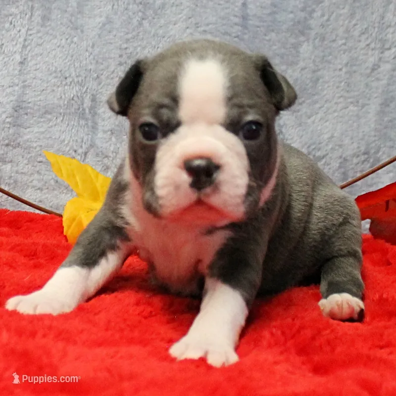 AKC Annie's Silver & White Female Puppy 1 – Boston Terrier puppy for sale in Mount Olive, NC