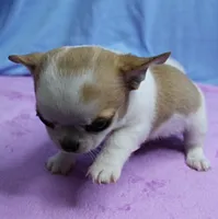 Angel's Fawn Sable on White/Party Male Puppy 1, a male Chihuahua for sale in Mount Olive, NC – 4 of 10
