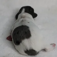 AKC Harleys Silver on White Piebald Male Puppy 3, a male Miniature Dachshund for sale in Mount Olive, NC – 3 of 10