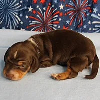 AKC Heidi's Chocolate & Tan Female Puppy 1, a female Miniature Dachshund for sale in Mount Olive, NC – 6 of 10