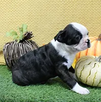 AKC Polly's Black & White Male Puppy 5, a male Boston Terrier for sale in Mount Olive, NC – 3 of 9