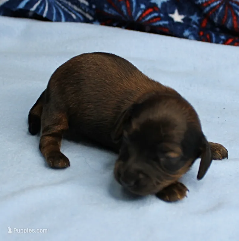 AKC Taylor's Red Sable Male Puppy 1 – Miniature Dachshund puppy for sale in Mount Olive, NC