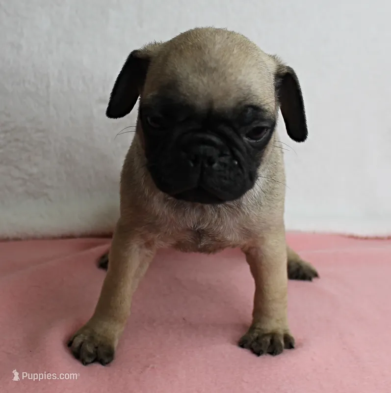 AKC Candy's Fawn Male Puppy 3 – Pug puppy for sale in Mount Olive, NC