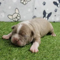 AKC Willow's Lilac & White Male Puppy 4, a male Boston Terrier for sale in Mount Olive, NC – 8 of 10