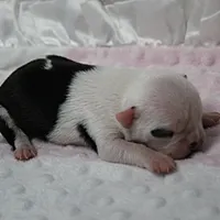 AKC Polly's White Face Female Puppy 3, a female Boston Terrier for sale in Mount Olive, NC – 5 of 10