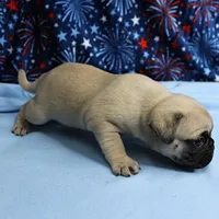 AKC Candy's Fawn Male Puppy 6, a male Pug for sale in Mount Olive, NC – 7 of 10