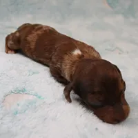AKC Freckles Chocolate & Tan Dapple Female Puppy 5, a female Miniature Dachshund for sale in Mount Olive, NC – 2 of 10