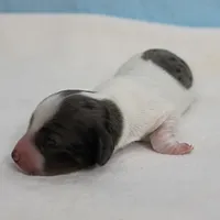 AKC Harleys Silver on White Piebald Male Puppy 3, a male Miniature Dachshund for sale in Mount Olive, NC – 5 of 10