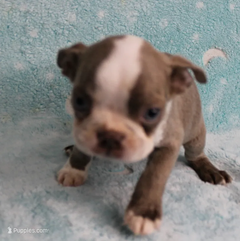 AKC Zoey's Blue & White Male Puppy 2 – Boston Terrier puppy on hold in Mount Olive, NC