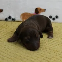 AKC Robin's Chocolate Female Puppy 2, a female Miniature Dachshund for sale in Mount Olive, NC – 4 of 10