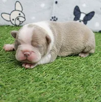 AKC Willow's Lilac & White Female Puppy 2, a female Boston Terrier for sale in Mount Olive, NC – 1 of 7