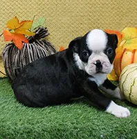 AKC Polly's Black & White Male Puppy 5, a male Boston Terrier for sale in Mount Olive, NC – 2 of 9