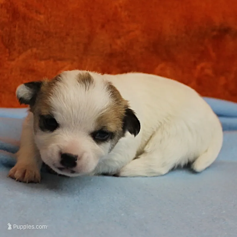  Chelsea's Fawn & White Male Puppy 4 – Chihuahua puppy for sale in Mount Olive, NC