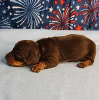 AKC Heidi's Chocolate & Tan Female Puppy 2, a female Miniature Dachshund for sale in Mount Olive, NC – 7 of 10