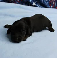 AKC Taylor's Black & Tan Male Puppy 3, a male Miniature Dachshund for sale in Mount Olive, NC – 1 of 10