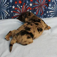 AKC Sallie's Black & Silver Dapple, Long Coat Female Puppy 3, a female Miniature Dachshund for sale in Mount Olive, NC – 7 of 10