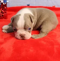 AKC Zoe's Blue & White Male Puppy 2, a male Boston Terrier for sale in Mount Olive, NC – 6 of 10