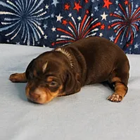 AKC Heidi's Chocolate & Tan Female Puppy 1, a female Miniature Dachshund for sale in Mount Olive, NC – 2 of 10
