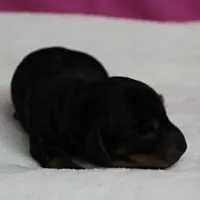 AKC Harleys Black & Tan Female Puppy 2, a female Miniature Dachshund for sale in Mount Olive, NC – 3 of 10