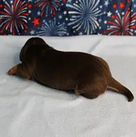 AKC Heidi's Chocolate & Tan Male Puppy 4, a male Miniature Dachshund for sale in Mount Olive, NC – 10 of 10