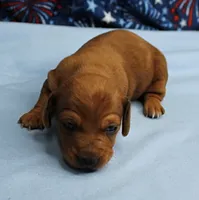 AKC Roxy's Red Shaded Dapple Male Puppy 1, a male Miniature Dachshund for sale in Mount Olive, NC – 9 of 10