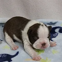 AKC Puddin's Chocolate & White Male Puppy 3, a male Boston Terrier for sale in Mount Olive, NC – 2 of 10