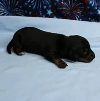 AKC Taylor's Black & Tan Male Puppy 5, a male Miniature Dachshund for sale in Mount Olive, NC – 9 of 9