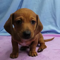 AKC Roxy's Red Shaded Dapple Male Puppy 1, a male Miniature Dachshund for sale in Mount Olive, NC – 8 of 9