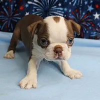 Zoey's Seal & White Male Puppy 4, a male Boston Terrier for sale in Mount Olive, NC – 4 of 9