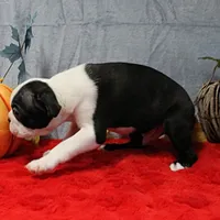 AKC Lula's Black & White Male Puppy 1, a male Boston Terrier for sale in Mount Olive, NC – 7 of 7