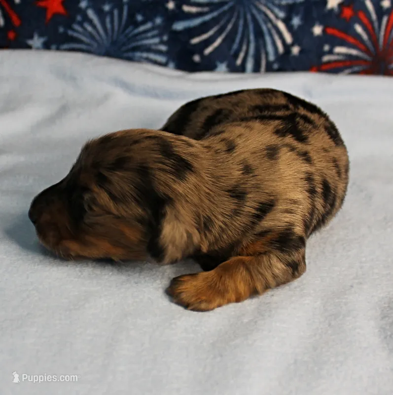 AKC Sallie's Black & Silver Dapple, Long Coat Female Puppy 3 – Miniature Dachshund puppy for sale in Mount Olive, NC