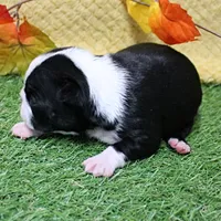 AKC Annie's Black & White Female Puppy 4, a female Boston Terrier for sale in Mount Olive, NC – 3 of 9