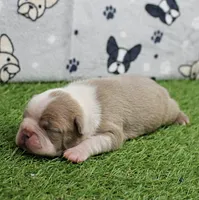 AKC Willow's Lilac & White Female Puppy 2, a female Boston Terrier for sale in Mount Olive, NC – 2 of 7
