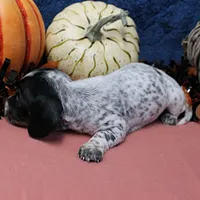 AKC Freckles Black & Tan Piebald on White Female Puppy 2, a female Miniature Dachshund for sale in Mount Olive, NC – 4 of 10